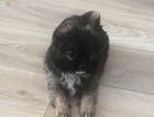 puppy