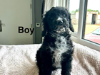 puppy
