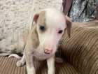 Puppy