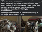 Missing tabby long fur