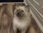 kitten