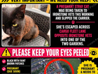Missing cat TS3 Middlesbrough