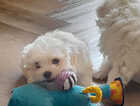 Puppy