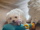 puppy