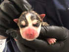 Puppy