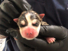 puppy