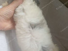 puppy