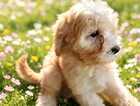Puppy