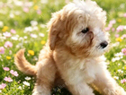 puppy