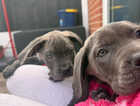 Puppy