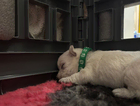 puppy