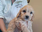 Puppy