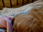 mable
