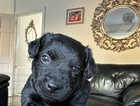 Puppy