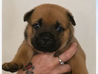 puppy