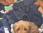 Puppy