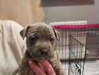 Puppy