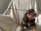 puppy