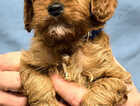 Puppy