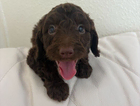 puppy