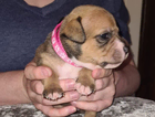 puppy