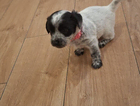 puppy