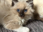 kitten