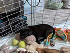 Puppy