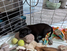 puppy