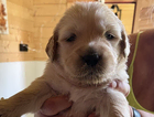 puppy