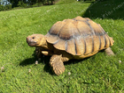 MISSING SULCATA TORTOISE