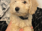 puppy