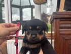 puppy