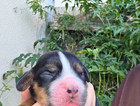 puppy