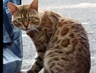 Leopard bendal cat MALE FOUND WADSHELF VILLGE AREA Been roaming there for over a month now but he's being looked after family & Sheffield cat shelter