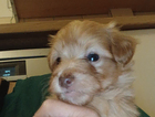 puppy