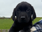 puppy