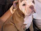 puppy