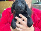 Puppy