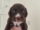 Puppy