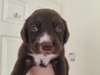 puppy