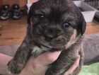 Puppy