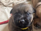 puppy