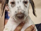 Puppy