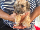 puppy