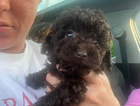 puppy