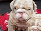 Puppy
