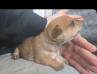 puppy