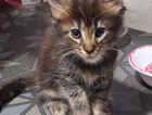 Kitten