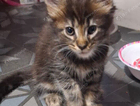 black tabby